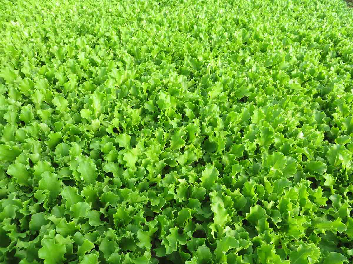 La lattuga verde ISI LA0009